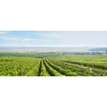 Buy champagne Biodynamics