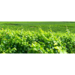 Buy champagne High Environmental Value