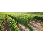 Buy champagne Traditional Sustainable Winegrowing