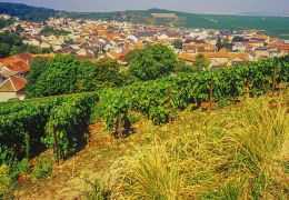 Climate Change in Champagne: How Winegrowers are Adapting Grape Varieties