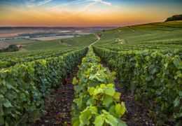 A Guide to Single-Plot (Lieu-dit) Champagnes: Burgundy’s Influence on the Terroir