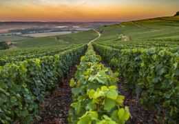 Widow Clicquot: The Untold Story Behind the Iconic Champagne House