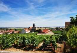 Satchells Wines & Champagne: Quality, Tradition, and Expertise