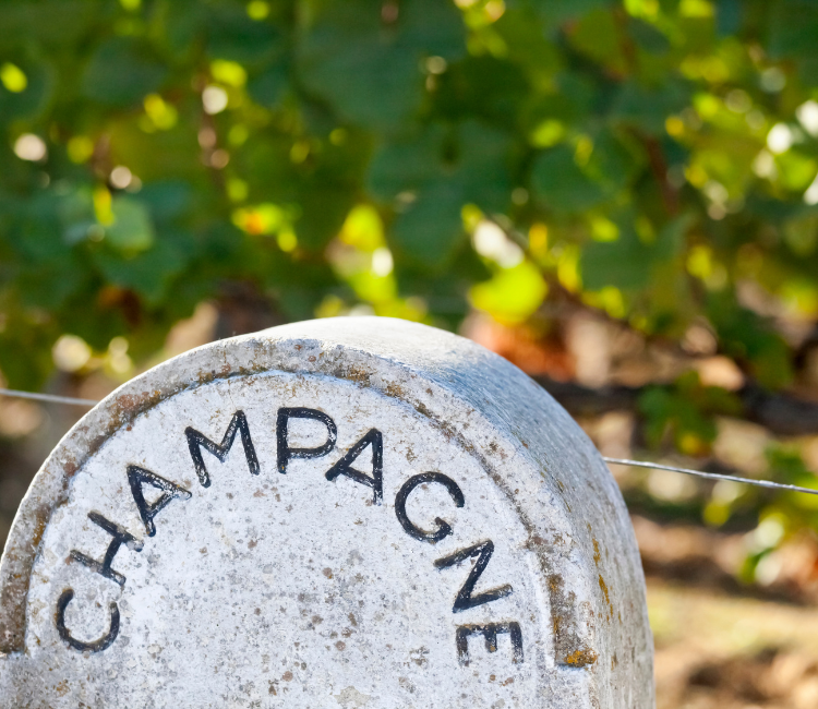     Terroir der Champagne
